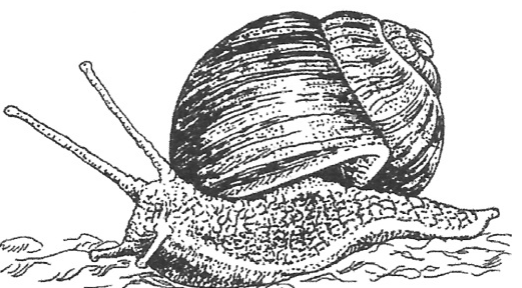 Schwarz-weiß-Zeichnung einer Schnecke mit spiralförmigem Haus, kriechend über den Boden.